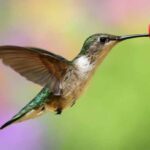 Hummingbird & Oriole Nectar Powder