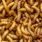 Mr. Amish Chubby Mealworms 1lb Bag
