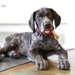 Dog Treats