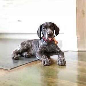 Dog Treats